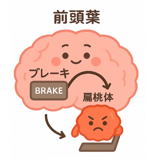 前頭葉（ブレーキ）と扁桃体（アクセル）との関係を表したイラスト